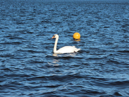 An isolated white swan on an empty blue lake. There is an orange buoy in the background.の写真素材