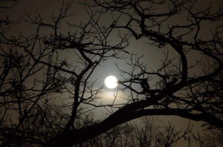 Full moon behind bare tree branchesの写真素材