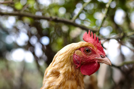 Close up portrait of a hen farmの写真素材