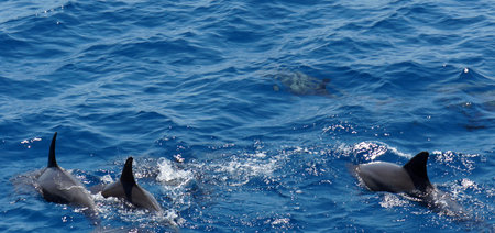 snorkeling with dolphinsの写真素材