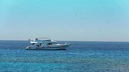 snorkeling with dolphinsの写真素材