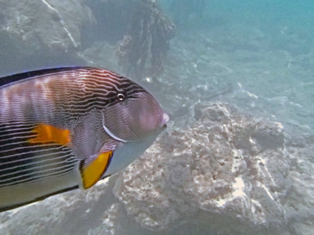 snorkeling in the red sea