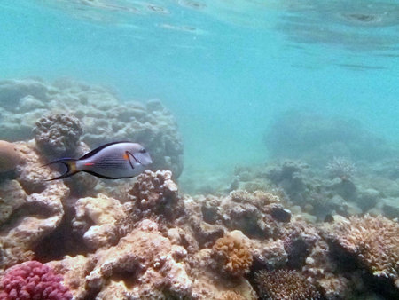 snorkeling in the red seaの写真素材