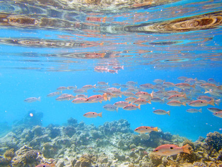 snorkeling in red sea