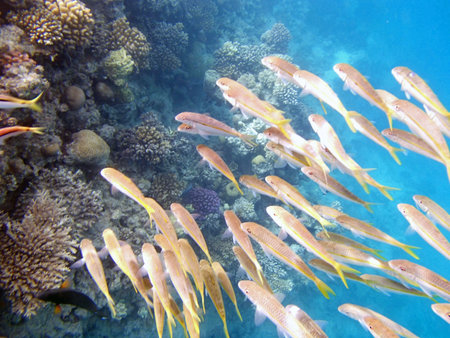 snorkeling in red sea