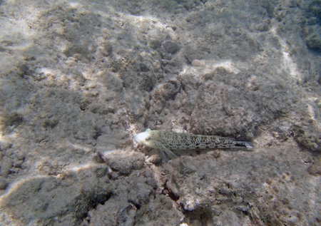 snorkeling in red sea