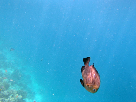 snorkeling in red seaの写真素材