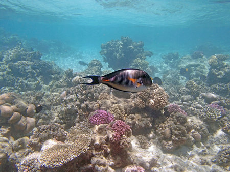 snorkeling in red sea
