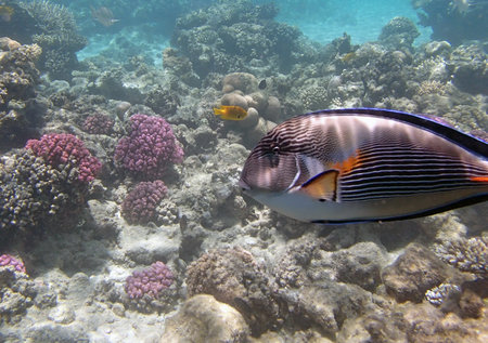 snorkeling in red sea