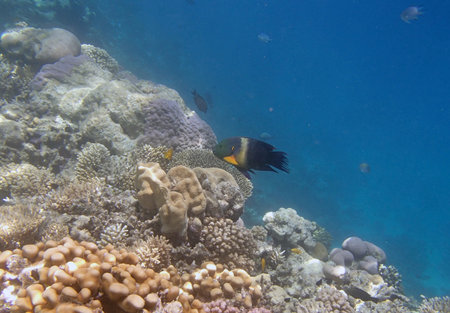 snorkeling in red sea