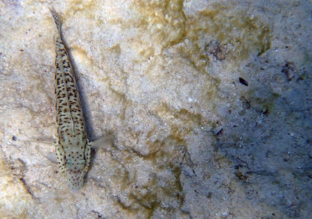 snorkeling in red sea