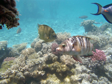 snorkeling in red sea