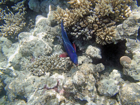 snorkeling in red sea