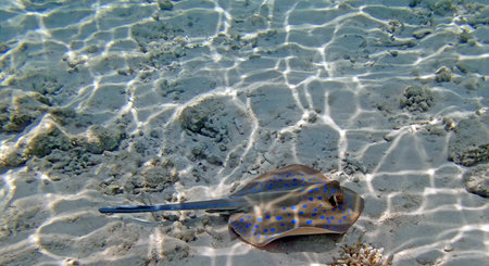 snorkeling in red seaの写真素材