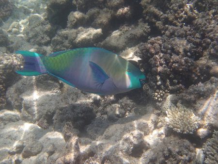 snorkeling in the red sea