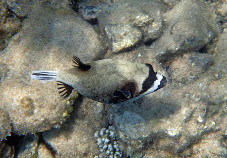 snorkeling in the red sea