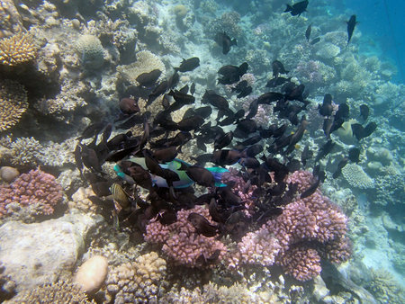 snorkeling in the red seaの写真素材