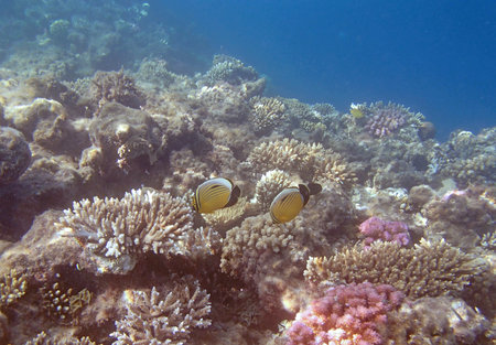 snorkeling in the red seaの写真素材