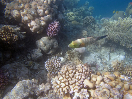 snorkeling in the red sea