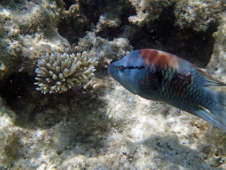 snorkeling in the red sea