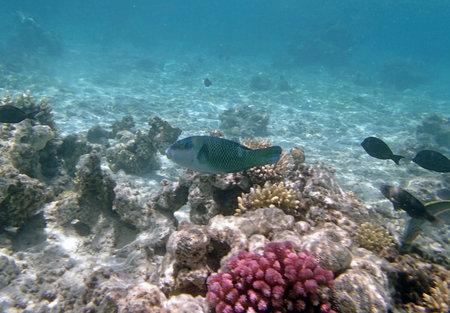 snorkeling in the red sea