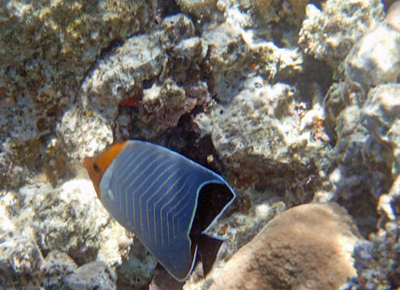snorkeling in the red sea