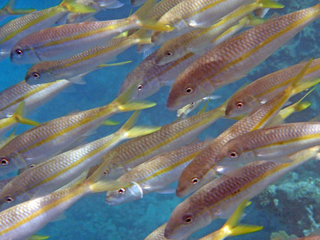 snorkeling in the red sea
