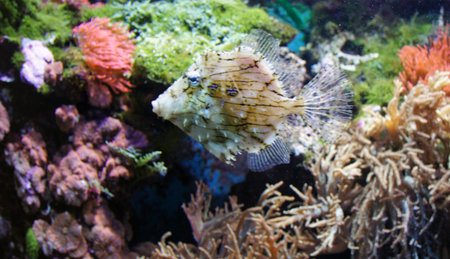 underwater life with many colorful fish and coralsの写真素材