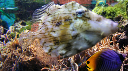 underwater life with many colorful fish and coralsの写真素材