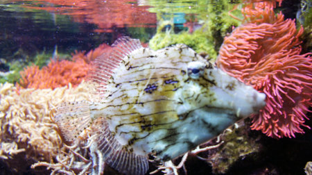underwater life with many colorful fish and coralsの写真素材