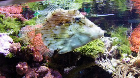 underwater life with many colorful fish and corals