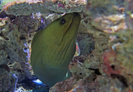 underwater life with many colorful fish and coralsの写真素材