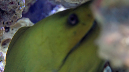 underwater life with many colorful fish and coralsの写真素材
