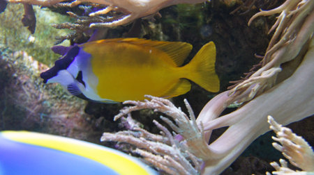 underwater life with many colorful fish and coralsの写真素材