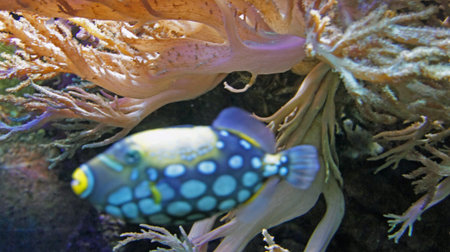 underwater life with many colorful fish and coralsの写真素材