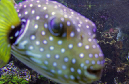 underwater life with many colorful fish and coralsの写真素材