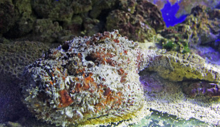 underwater life with many colorful fish and coralsの写真素材