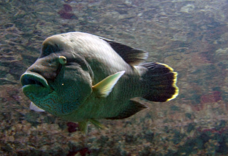 underwater life with many colorful fish and corals