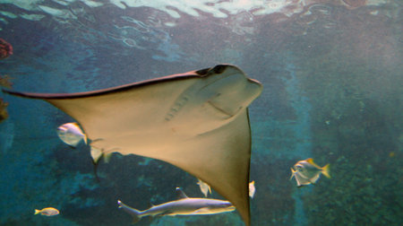 underwater life with many colorful fish and corals