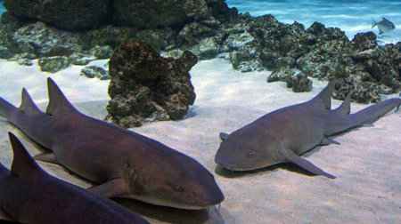 underwater life with many colorful fish and coralsの写真素材