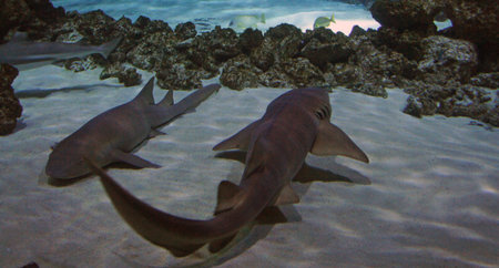 underwater life with many colorful fish and coralsの写真素材