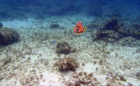 snorkeling in the caribbean sea of the dominican republic