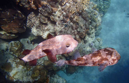 snorkeling in the colorful red sea
