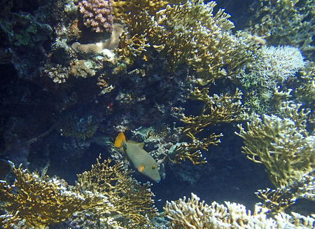 colorful red sea of egyptの写真素材