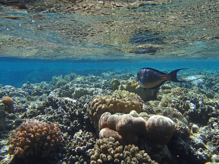 colorful red sea of egypt