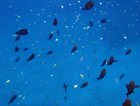 colorful red sea of egypt