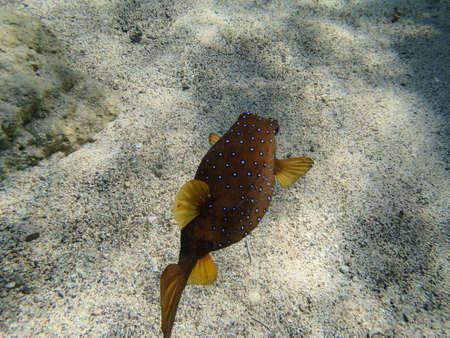 snorkeling adventure in amazing red sea