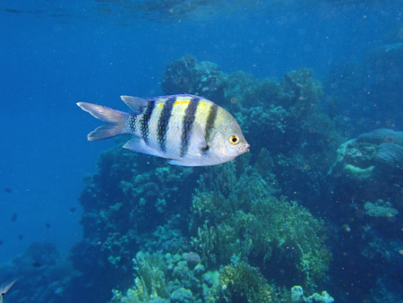 snorkeling adventure in amazing red sea