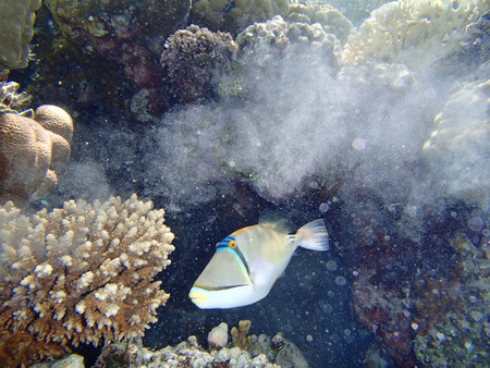 snorkeling adventure in amazing red sea