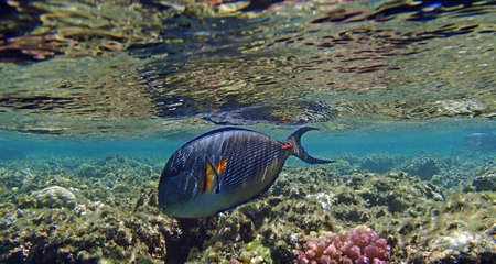 snorkeling adventure in amazing red sea
